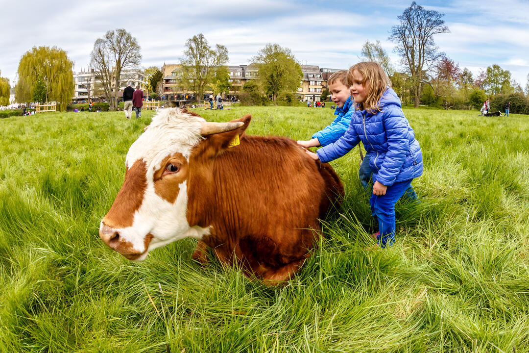 Children with a cow in a field