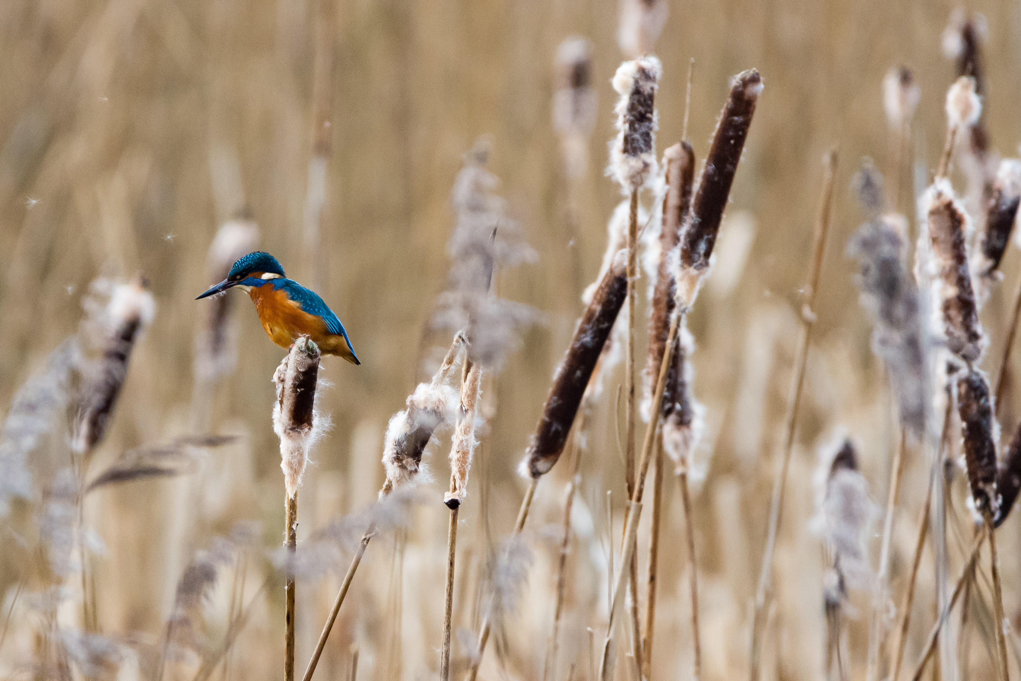 Kingfisher hunting from reed heads at Attenborough Nature Reserve, Nottingham, UK.