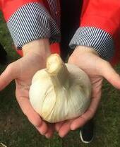 Un paio di mani che reggono una grossa testa d'aglio all'Isola di Wight Garlic Festival