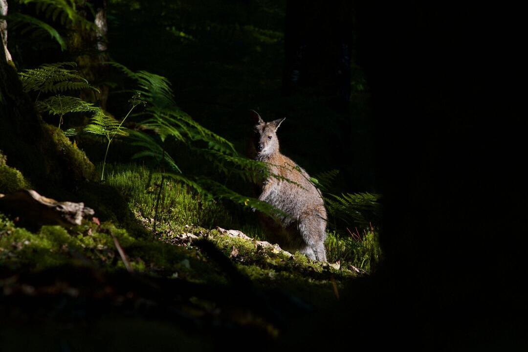 Red-necked wallaby hiding behind trees in a woodland on Inchconnachan Island, Loch Lomond, Scotland, UK.