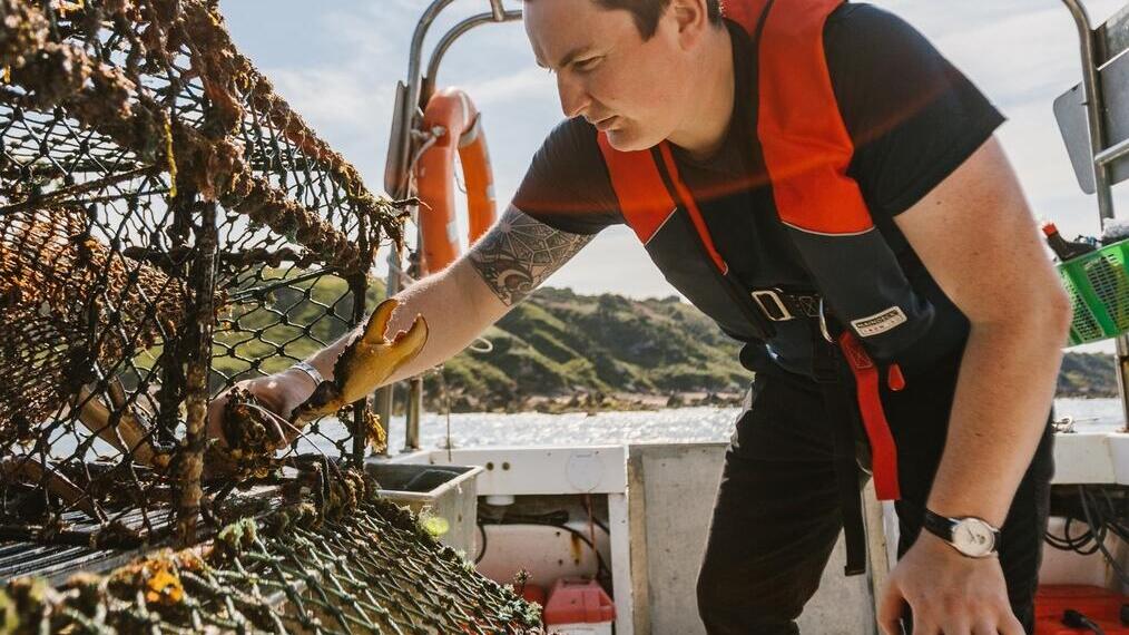 Homme sur un bateau regardant dans un filet à crabes, Haar, Écosse.