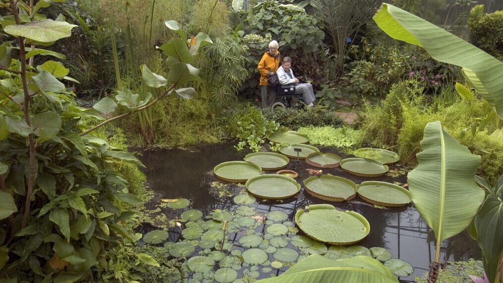 Two people admiring a pond filled with lilypads in a botanical garden.