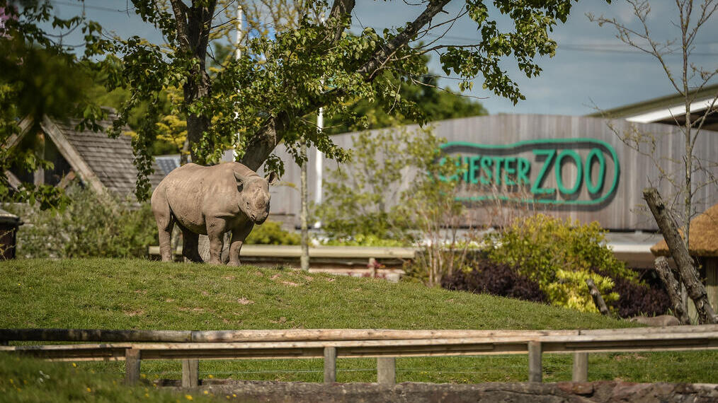 A rhinocerous standing within a grass enclosure at a Zoo