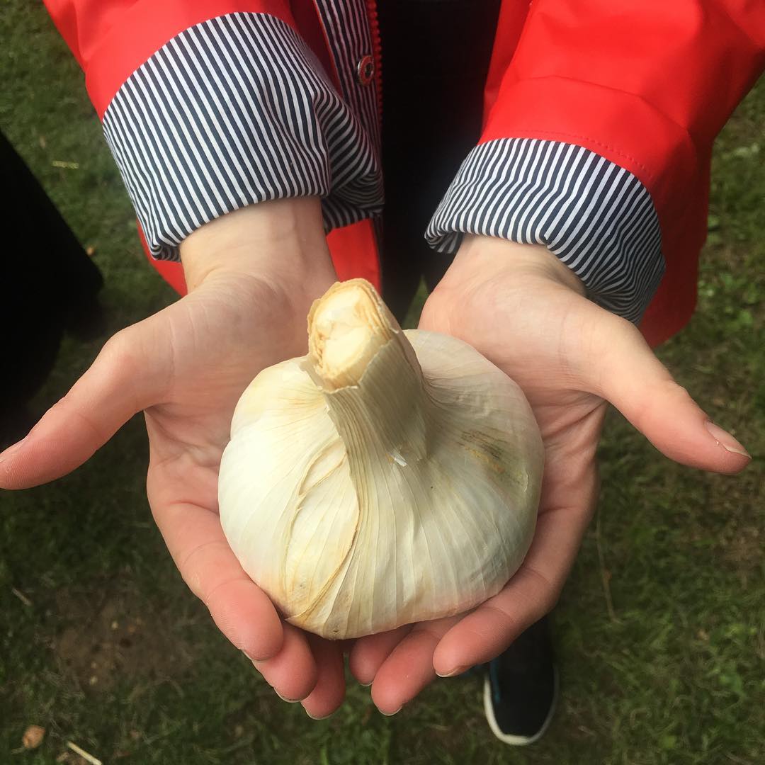 Ein Paar Hände, das eine große Knoblauchknolle beim Isle of Wight Garlic Festival hält