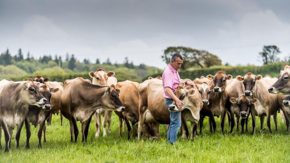 Un fermier serre dans ses bras une vache Jersey brun clair, qui fait partie d'un troupeau dans un champ.