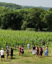 Pembrokeshire Vineyards