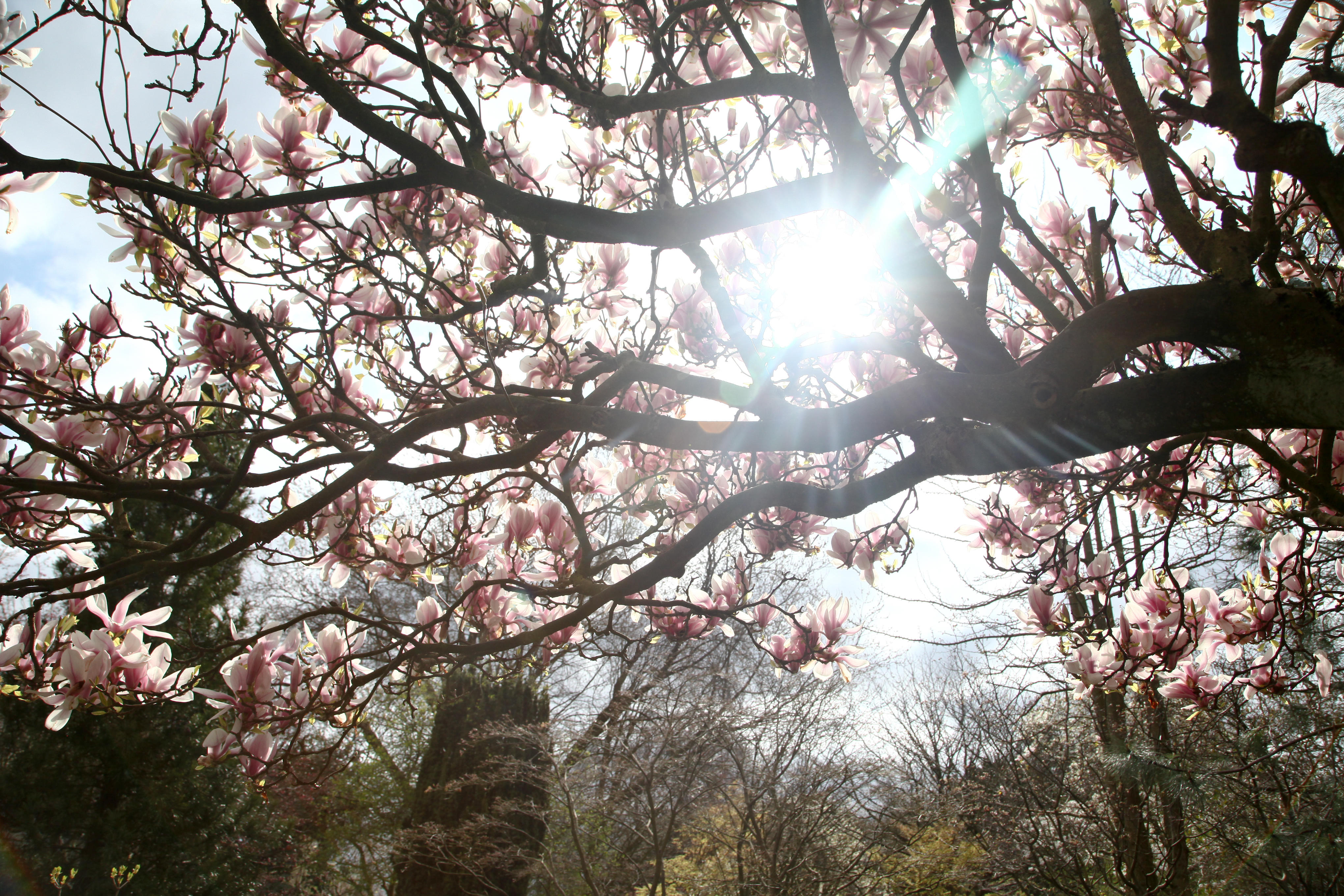 A blooming magnolia tree in a park