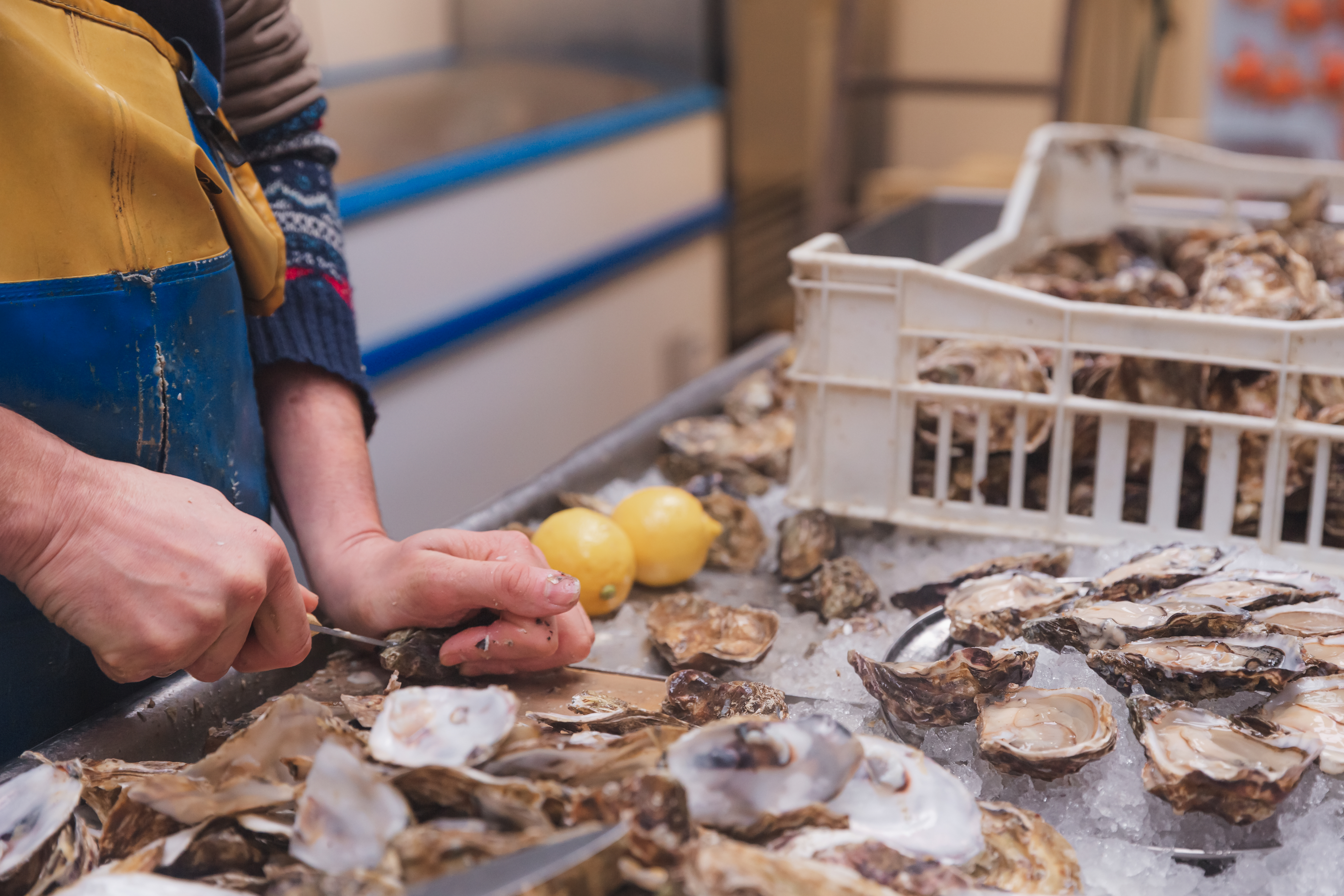 A seafood vendor or fishmonger shucking fresh Atlantic oysters.