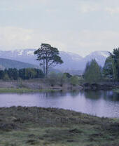 Los Cairngorms cubiertos de nieve