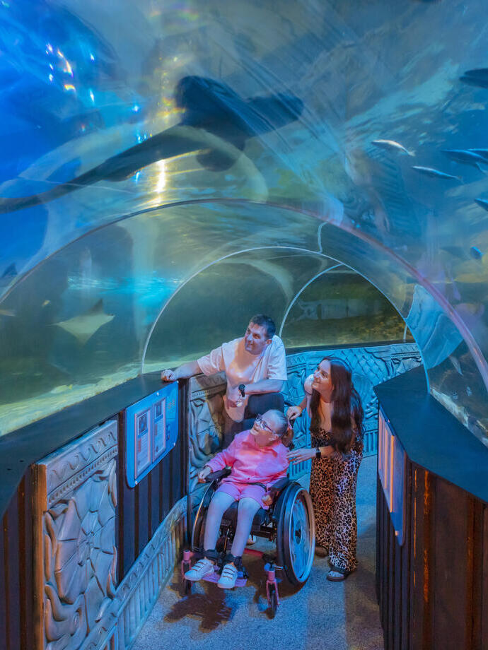 A man, woman and child in a wheelchair look up at sharks through a glass tunnel walkway