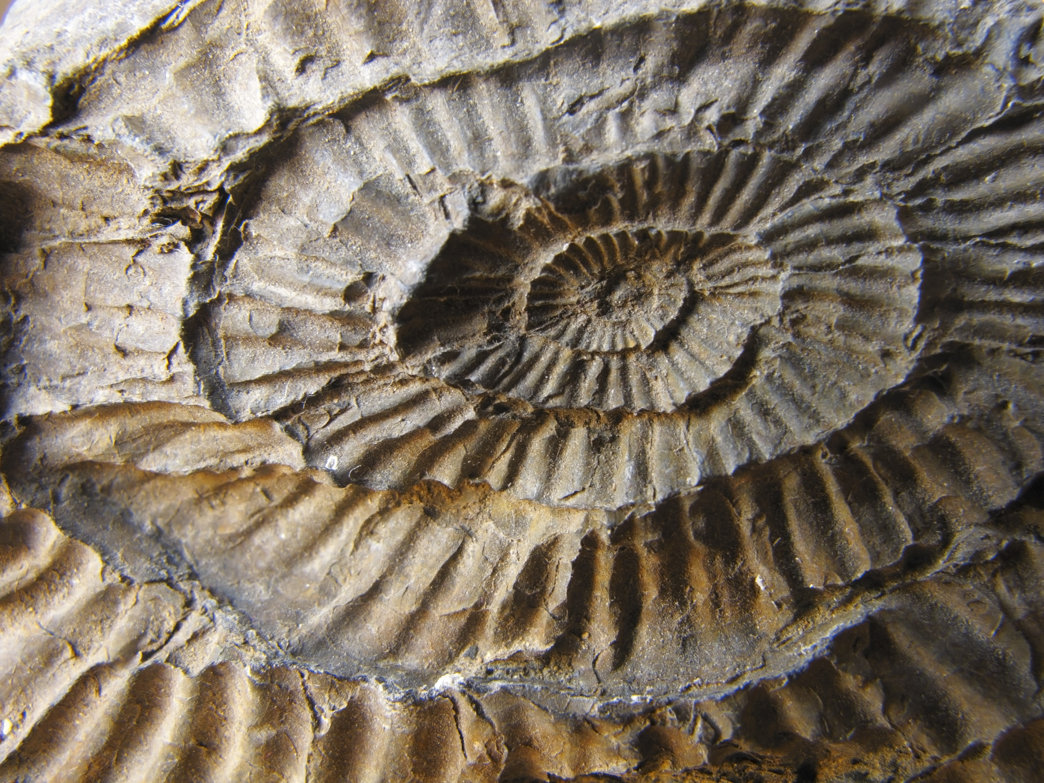 A detailed fossil found on the Jurassic Coast