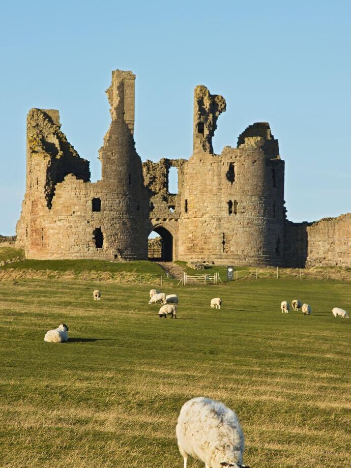 An ancient crumbling stone castle with sheep grazing in the foreground