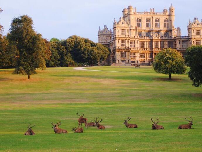 A group of deer lying on the grass in Wollaton Park, a stretch of countryside and gardens surrounding Wollaton Hall