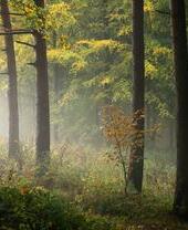 The colours of early autumn fill Chevin Forest Park on a damp October day with a single orange sapling dwarfed by the surrounding trees.