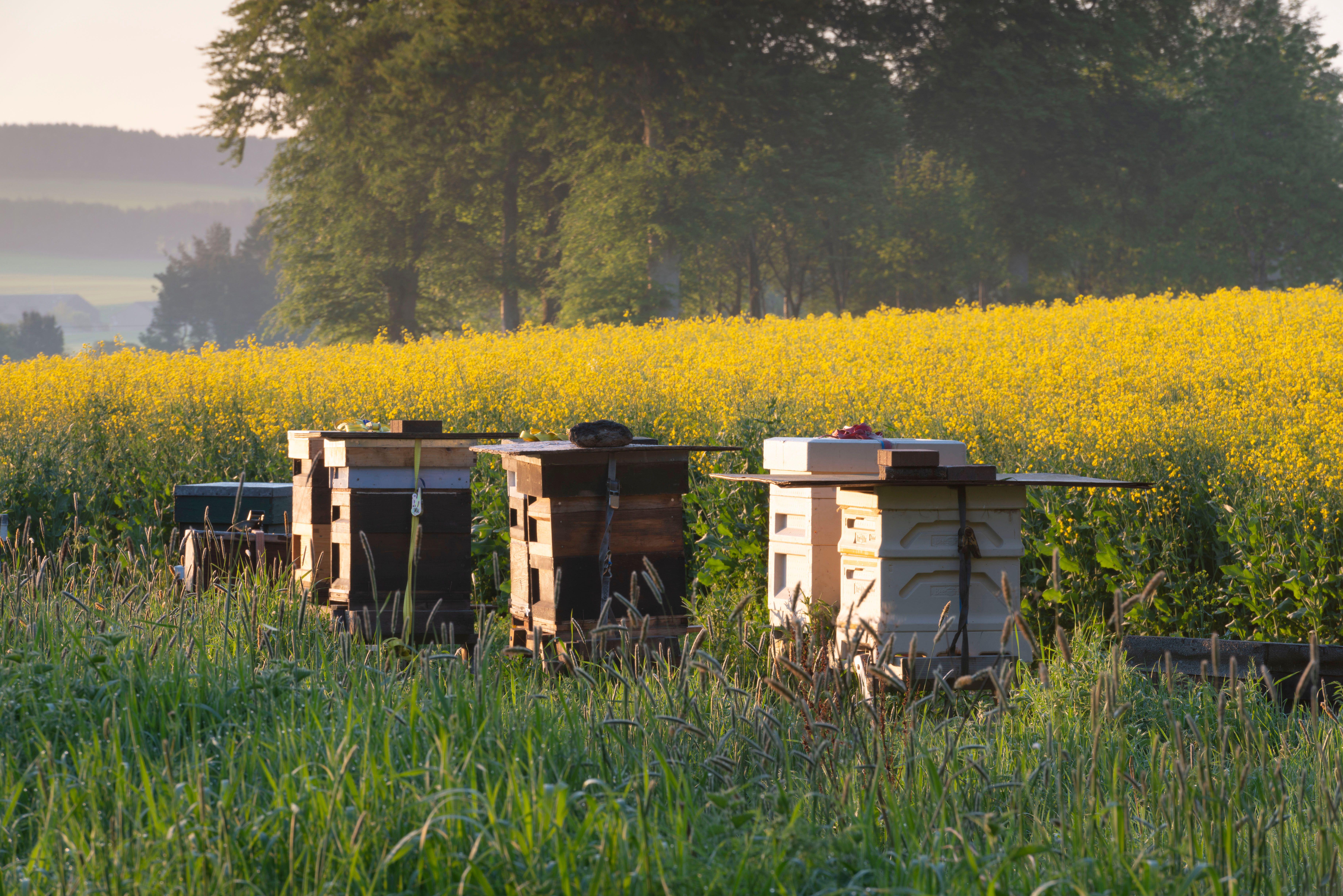 Una hilera de colmenas al borde de un campo de colza en la campiña de Aberdeenshire