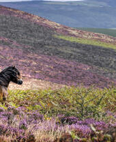 A wild pony standing in the heather on the side of a hill.