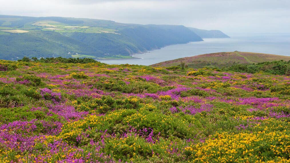 Looking across wild heather and gorse towards the coast