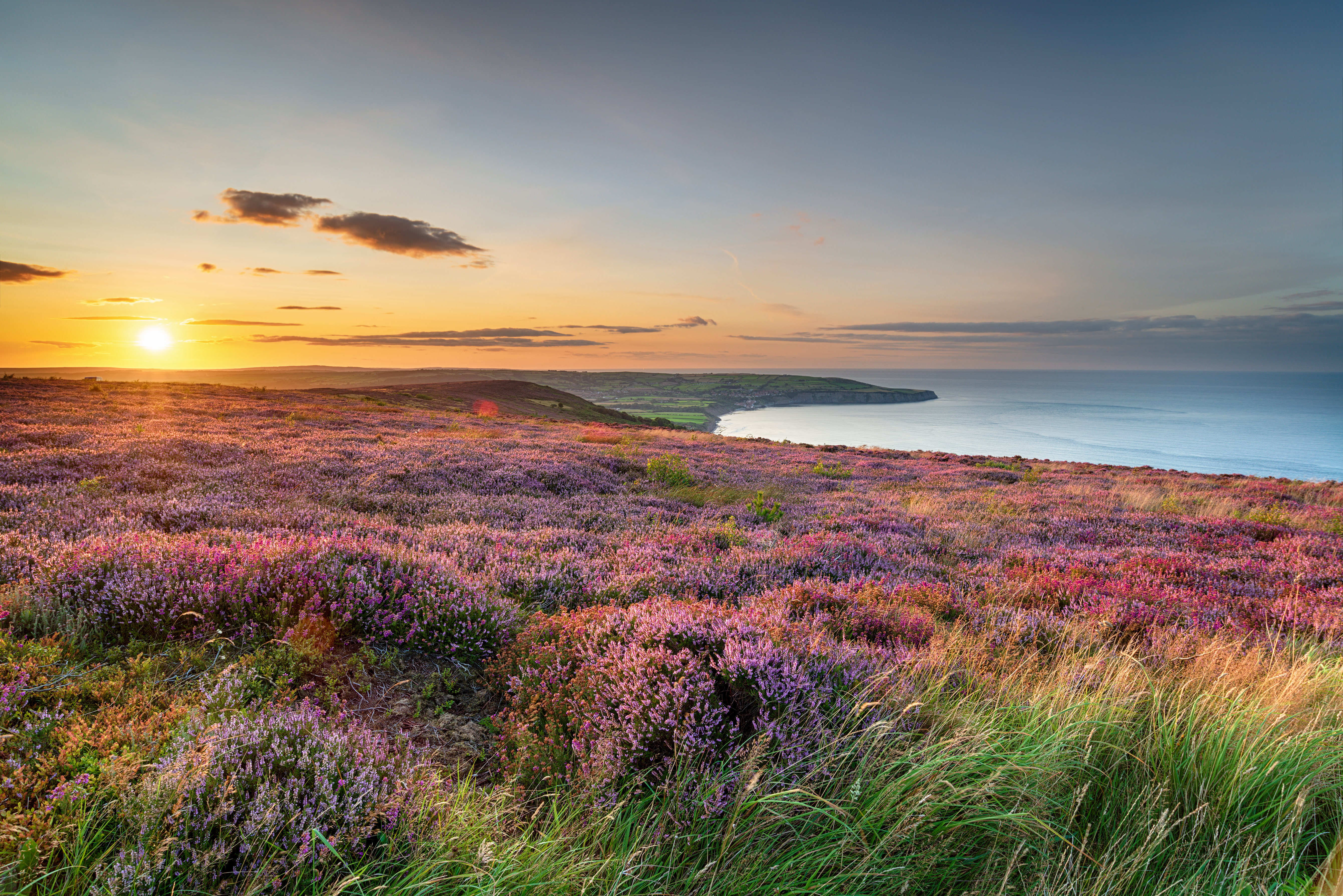 1481844023. Sunset over heather in bloom Ravenscar towards Robin Hoods Bay North York Moors
