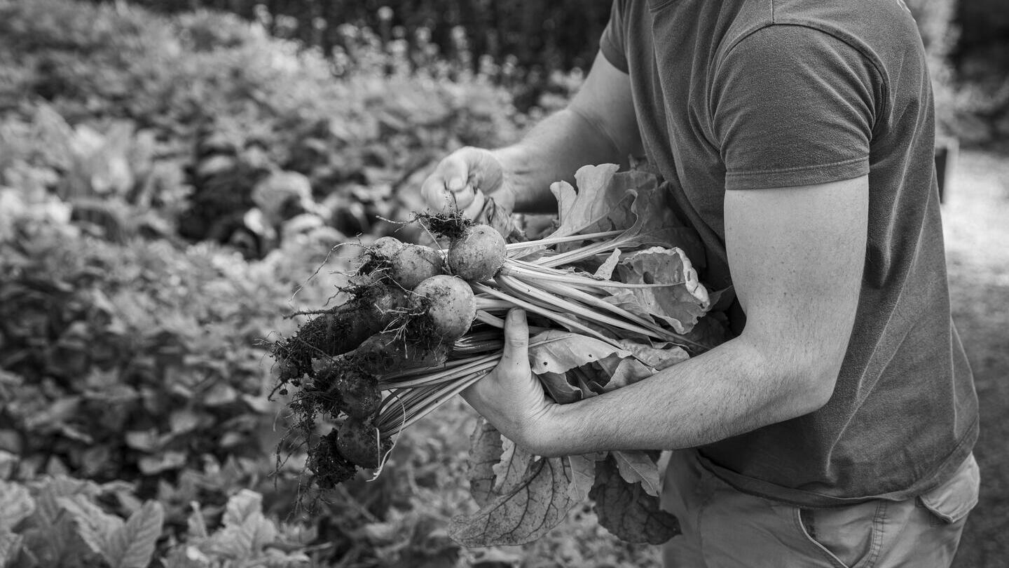 Image en noir et blanc d'un homme cueillant des légumes au restaurant The Pig, dans le Hampshire - alimentation durable