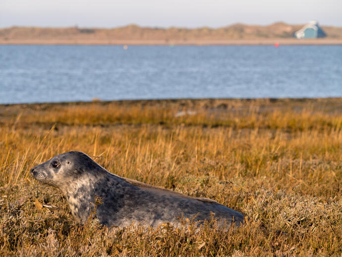 Seal resting on grassy marshland near the coast, with sand dunes and a modern building in the distance