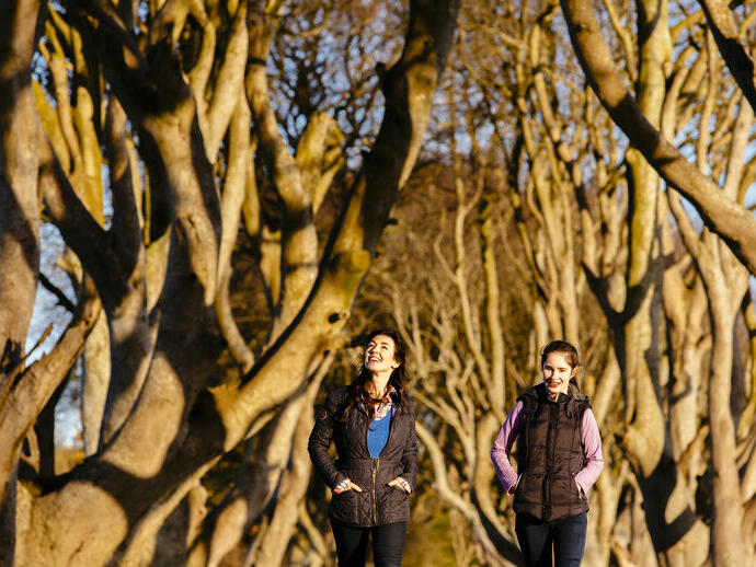 People walking on path between tall intertwined trees