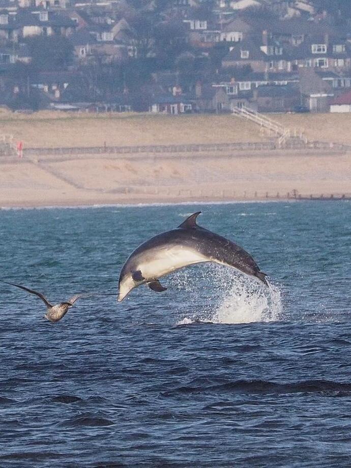 Dolphin watching in the sea with beach in the background