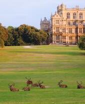 Un grupo de ciervos tumbados en la hierba en Wollaton Park, una zona rural y de jardines que rodea Wollaton Hall