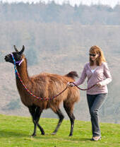 Passeggiata con i lama