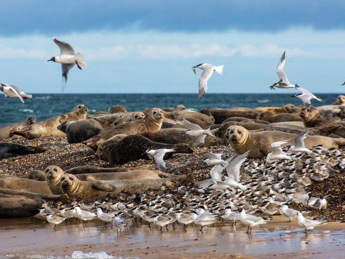 Seagulls flying above a group of seals at Blakeney Point