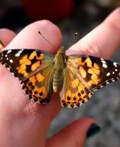 A butterfly resting on a persons finger