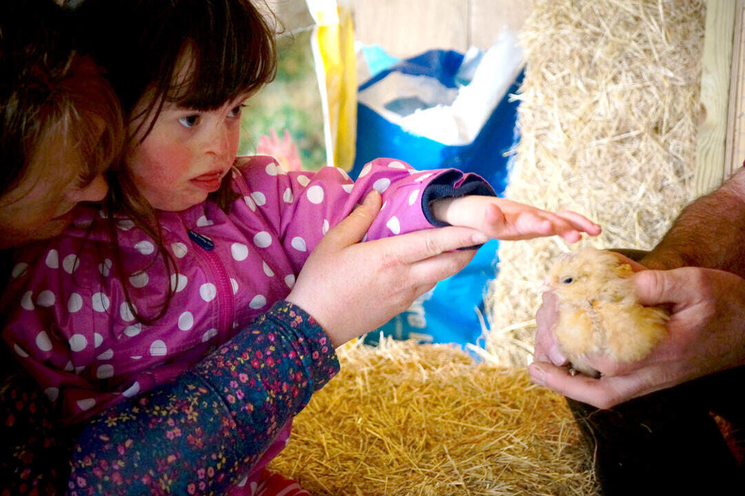 Child patting chick