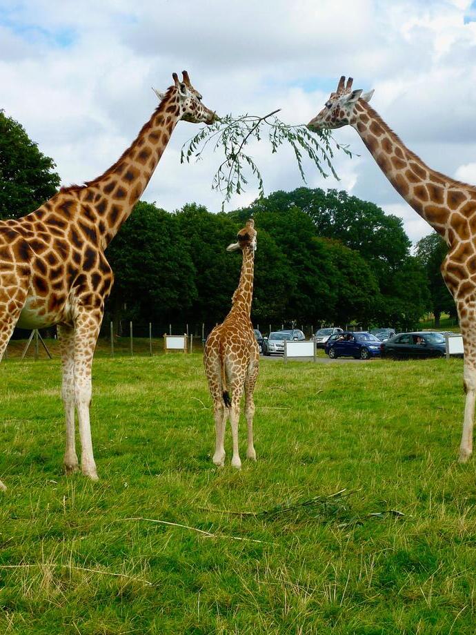 A family of giraffes sharing a tree branch at a safari park.