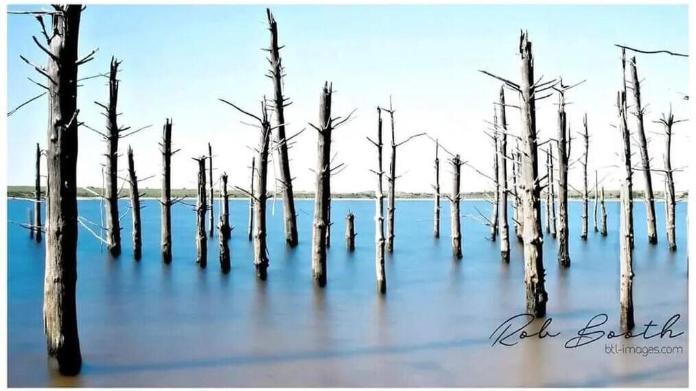 Una fila di alberi nella brughiera di Bodmin Moor, in Cornovaglia