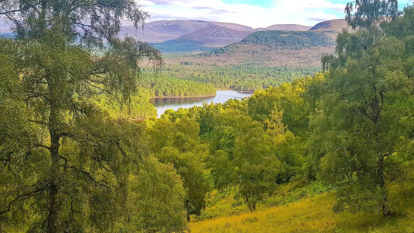 View of Rothiemurchus Forest