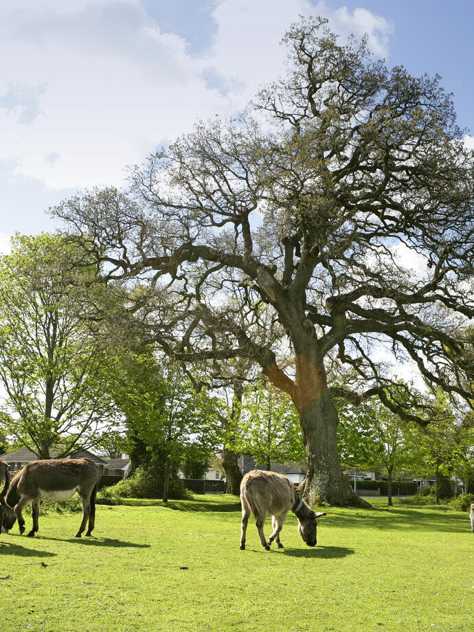 Horses in the New Forest