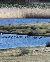 Ducks swimming up onto a grassy shore in a marsh