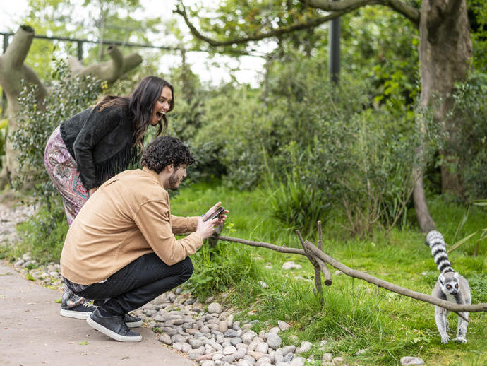 A woman and a man watch a lemur with delight in a zoo