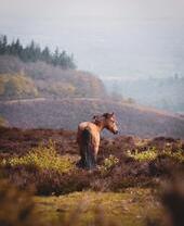 View of a horse in the Quantock Hills