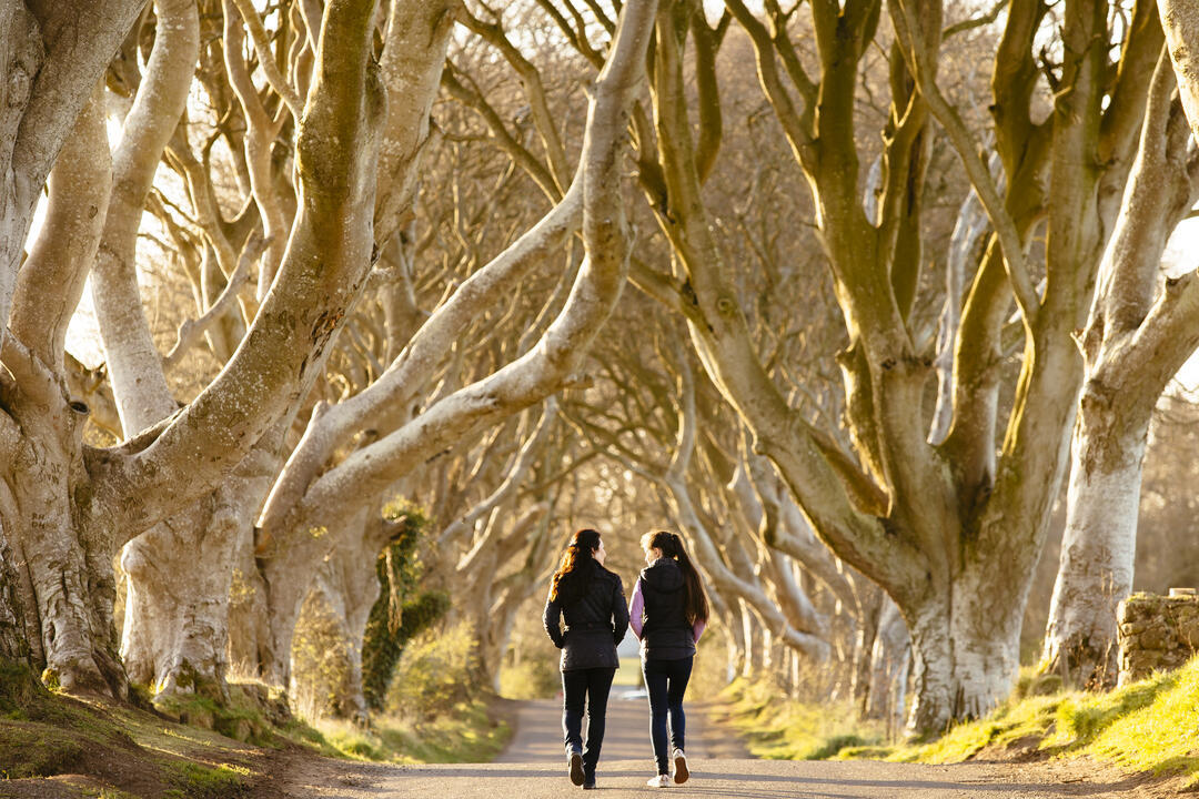 People walking on path between tall intertwined trees