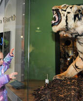 A girl posing in front of a tiger exhibit at Leeds City Museum