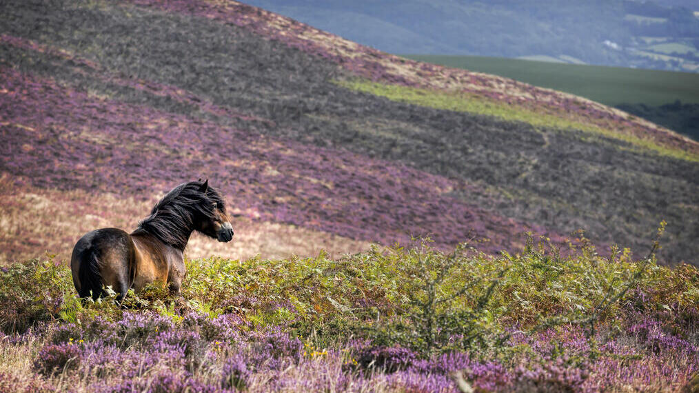 Un poni salvaje de pie entre los brezos en la ladera de una colina.