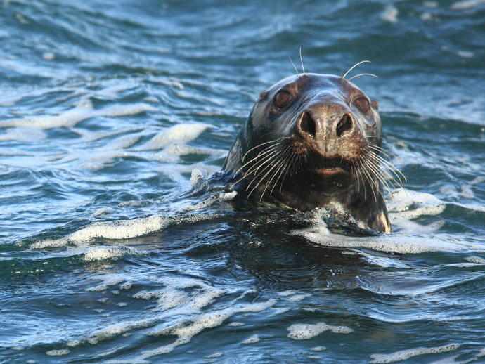 Un phoque dans l'eau - The Fifth Point Diving Centre