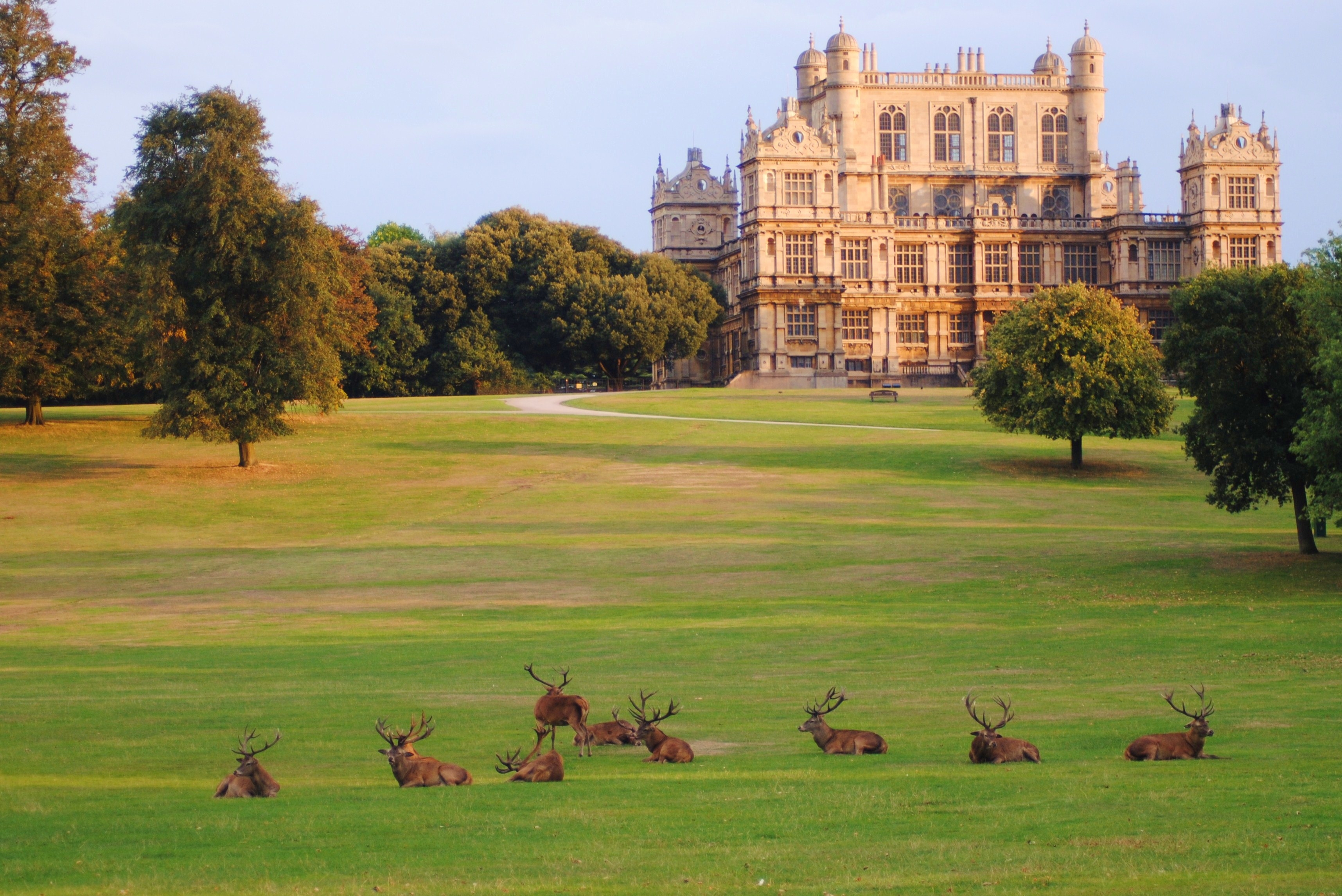 A group of deer lying on the grass in Wollaton Park, a stretch of countryside and gardens surrounding Wollaton Hall