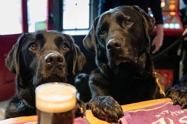 Zwei schwarze Labradore mit einem Pint in der Bar des The Ship Inn