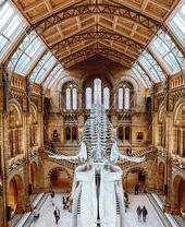 Grand museum hall with arched windows, vaulted ceiling, and large dinosaur skeleton on display, visitors walking below.