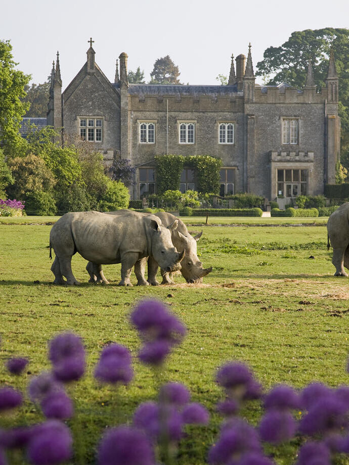 Trois rhinocéros paissant dans un parc animalier, avec une maison historique en arrière-plan