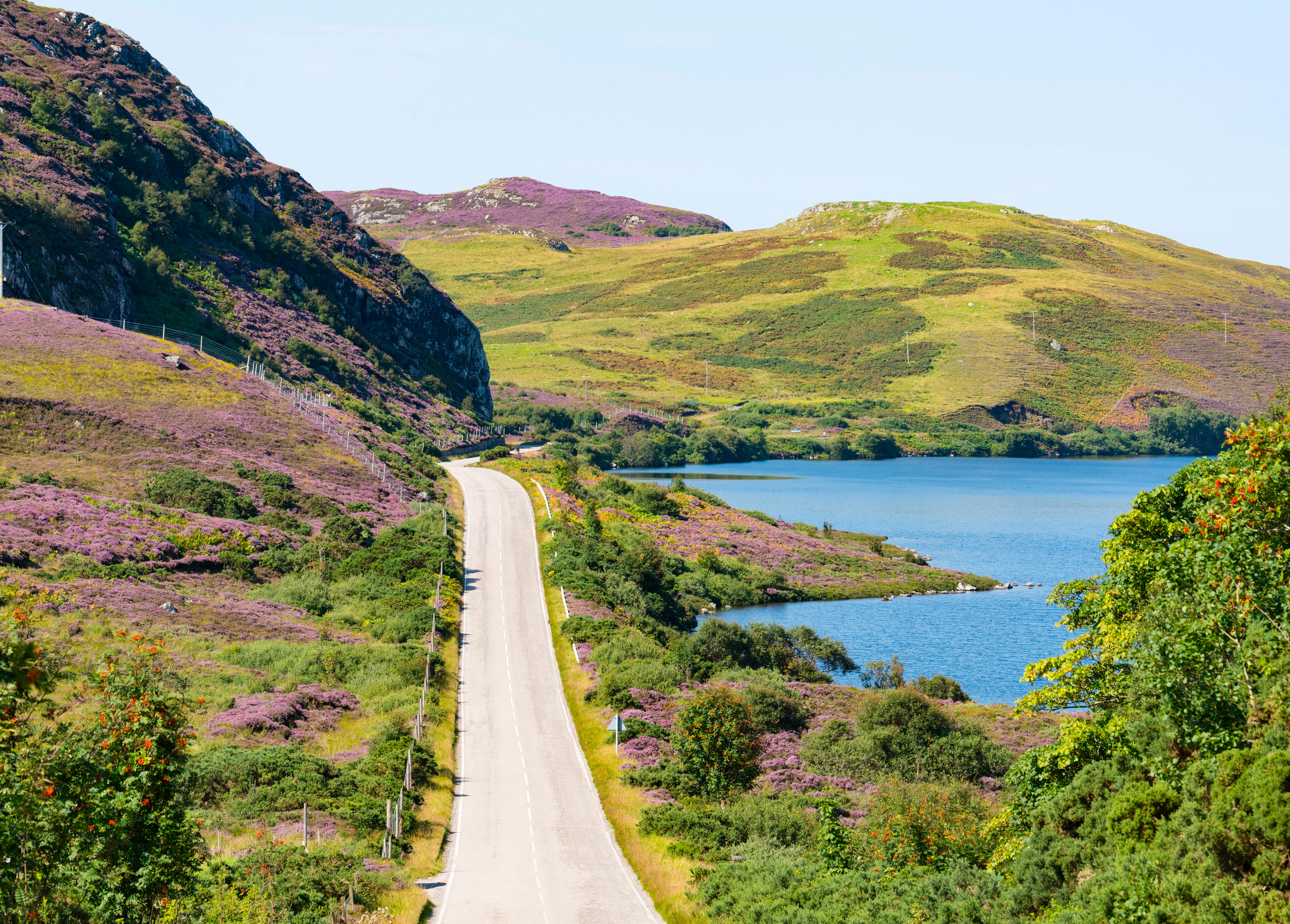 Eine Küstenstraße, die durch mit violettem Heidekraut bewachsene Hügel führt, rechts davon das blaue Meer