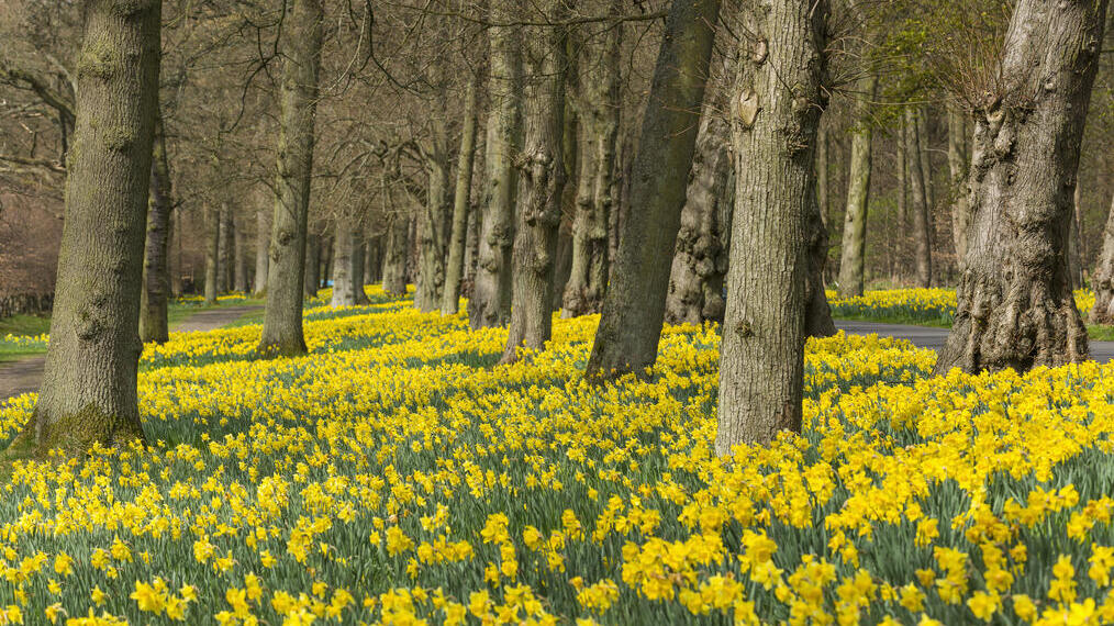 A forest field full of daffodils and trees.
