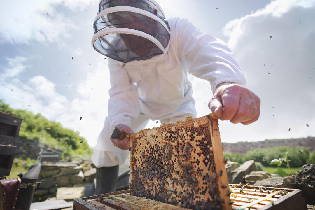 Beekeeper inspects bee hive, Killinghall Mount Farm, Otley Road, Killinghall, Harrogate 