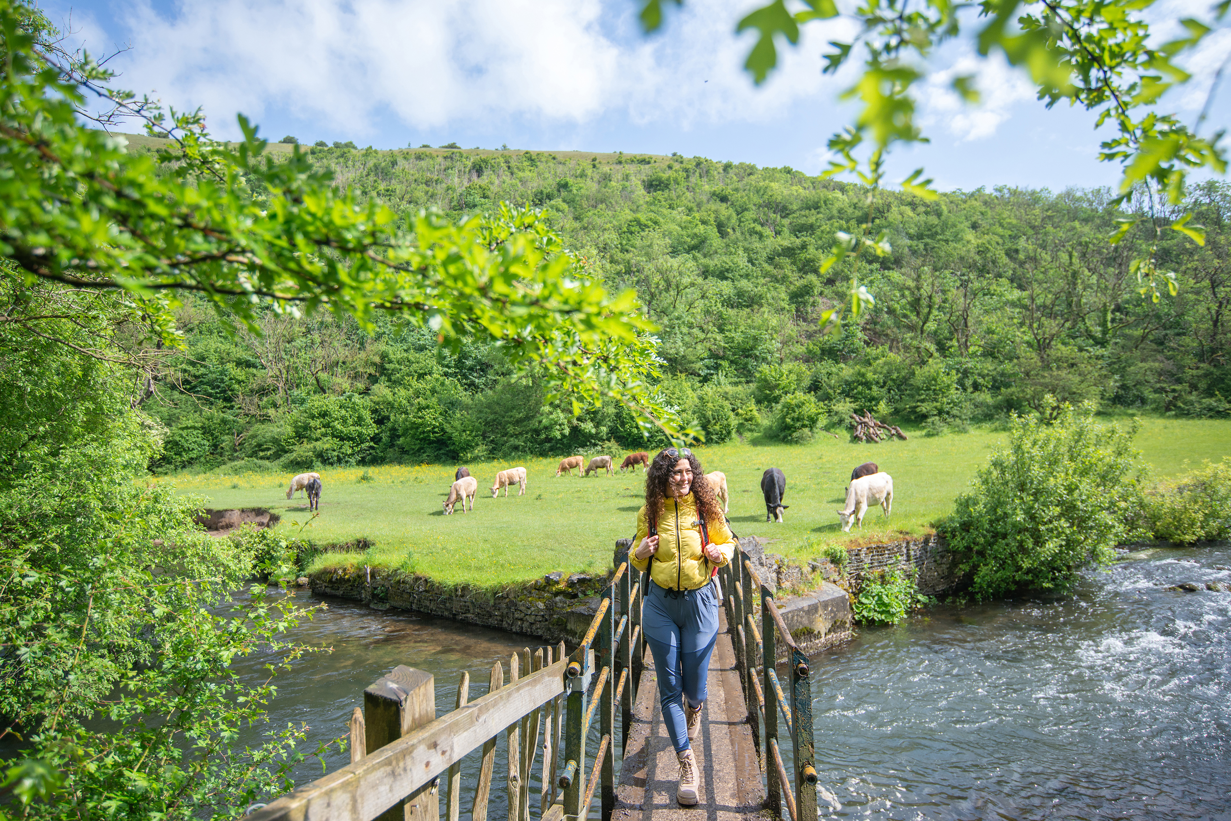 A woman walks across a wooden bridge with a field with cows beyond